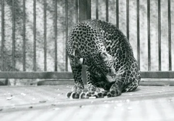 Leopard sedící ve výběhu a upravující si nohu, Londýnská zoo, 1927