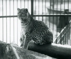 Leopard sedící na kládě ve výběhu v londýnské zoo, září 1925