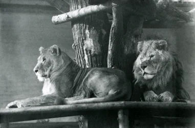 Lev a lvice odpočívající na vysoké plošině ve svém výběhu, londýnská zoo v roce 1929 (černobílá fotografie)