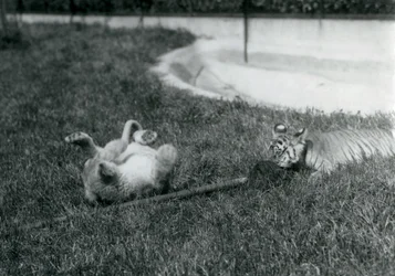 Mládě lva a tygra si hrají s mopem, na trávě, u bazénu, londýnská zoo, září 1925