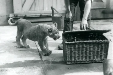 Lvíče při pohledu na tygří mládě v proutěném košíku, který chovatel otevírá, Londýnská zoo, září 1925