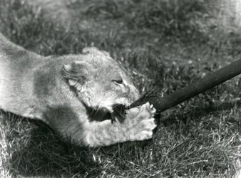 Lvíče hrající si s mopem, které drží jeho chovatel, na trávě před svým doupětem, Londýnská zoo, září 1925