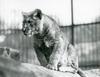 Lvíče, které se narodilo ve zvěřinci v červenci 1923, londýnská zoo, červenec 1924