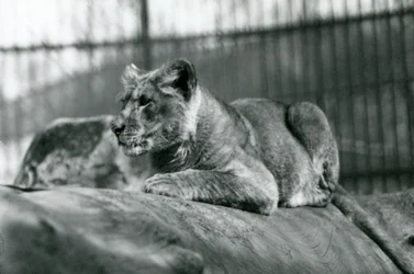 Lvíče, které se narodilo ve zvěřinci v červenci 1923, londýnská zoo, červenec 1924