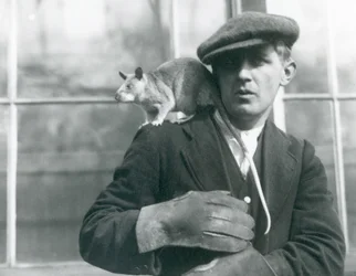 Obří krysa malgašská sedí na rameni svého ošetřovatele, londýnská zoo, 1924