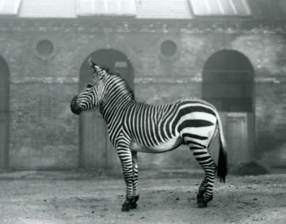 Zebra horská stojící ve svém výběhu před vysokými dveřmi Giraffe House v londýnské zoo v roce 1927