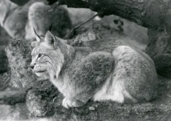 Rys severní sedící na skále, Londýnská zoo, říjen 1925