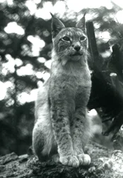 Rys severní sedící v londýnské zoo, červenec 1925