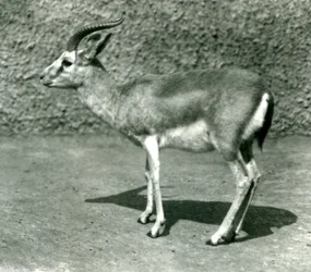 Gazela perská v londýnské zoo v červnu 1925