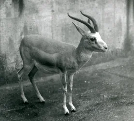 Gazela perská, džejran nebo gazela černoocasá v londýnské zoologické zahradě, srpen 1927
