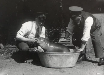 Pygmejský hroch namočený v ZSL London Zoo, srpen 1928