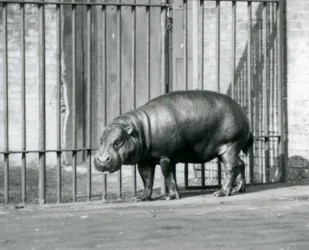Hroch trpasličí v londýnské zoo v roce 1927