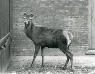 Jelen evropský s rašícím parožím, londýnská zoo, srpen 1928