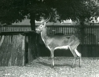 Červený Lechwe v londýnské zoo, červenec 1924