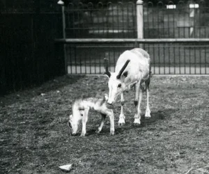 Sob s mládětem v londýnské zoo, březen 1914