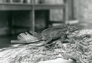 Plachtící ještěr s poškozeným ocasem odpočívající na kmeni v londýnské zoologické zahradě v roce 1928