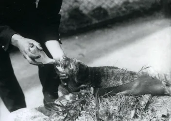 Tulení mládě krmené jeho chovatelem, londýnská zoo, srpen 1925