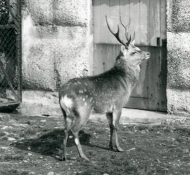SikaJapanese Spotted Stag stojící ve svém výběhu v londýnské zoo, srpen 1927