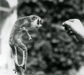 Štíhlý Loris stojící vzpřímeně na větvi a dívá se na ruku chovatele, když je nabízen moučnému červovi, Londýnská zoo, srpen 1926