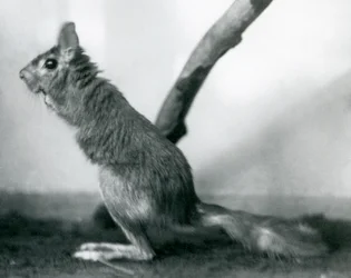 Zajíc jihoafrický SpringhareCape Jumping Hare sedící u větve ve svém výběhu, Londýnská zoo, prosinec 1925
