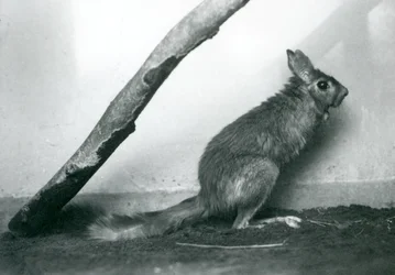 Jihoafrický SpringhareCape Skákající zajíc sedící pod větví ve svém výběhu, Londýnská zoo, prosinec 1925