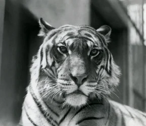 Tygr v londýnské zoo v červenci 1924