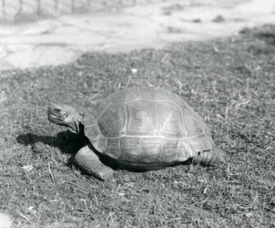 Želva stojící na trávě v londýnské zoo v roce 1926 (černobílá fotografie)