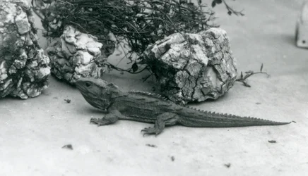 Tuatara v londýnské zoo v roce 1927