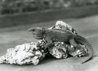 Hatérie novozélandská ležící na skále v londýnské zoo v roce 1929