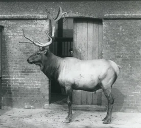 Jelen WapitiElk stojící ve svém výběhu v londýnské zoo v září 1927