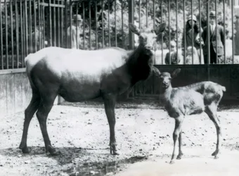 Losice wapiti s mládětem ve výběhu, na které se návštěvníci dívají přes mříže, Londýnská zoo