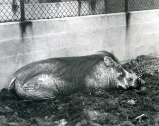 Prase bradavičnaté spící v bahně, Londýnská zoo, červenec 1927 (černobílá fotografie)