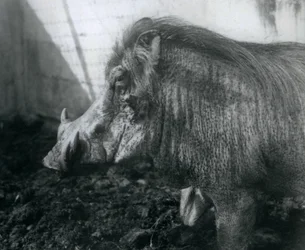 Wathog stojící v bahně, Londýnská zoo, 1927