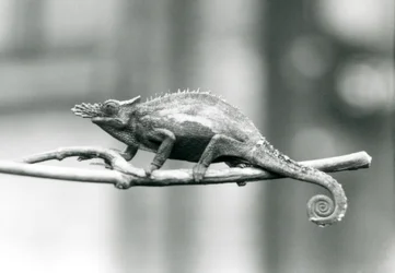 Chameleon dvourohý West Usambara, Londýnská zoo, 1927
