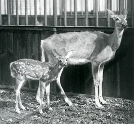 Samice jelence běloocasého z Virginie se svým kolouchem v londýnské zoo v srpnu 1927