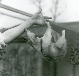 Mladý tamandua mexický se chápavým ocasem drží prstů svého ošetřovatele a natahuje se, aby se chytil jeho paže, londýnská zoologická zahrada, duben 1925