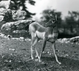 Samice Blackbuck v londýnské zoo v roce 1924