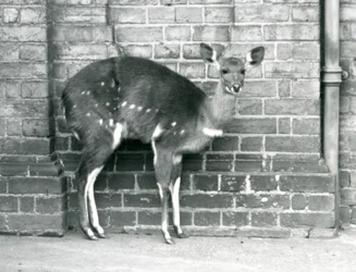 Samice Cape BushbuckImbabala stojící u zdi v londýnské zoo v říjnu 1927.