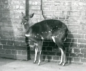Samice ImbabalaCape Bushbuck stojící u zdi v londýnské zoo, 6. října 1927