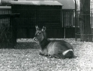 Samice Waterbuck, Kobus ellipsiprymnus, sedící ve svém výběhu v londýnské zoo, červen 1924