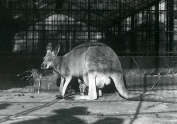 Samice srny létající jill červeného klokana s mládětem nebo joeym ve váčku, Londýnská zoo, 1922
