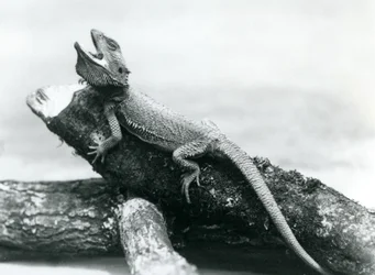 Zející vousatý drak držící se klády, Londýnská zoo, srpen 1928 (černobílá fotografie)