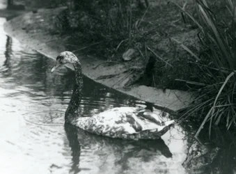 Kříženec labutě, labuť velká x labuť černá, plavající v jezírku v londýnské zoo v roce 1927