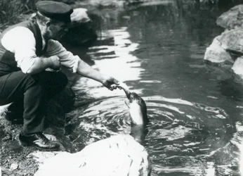 Chovatel, který krmí ryby mladého tuleně obecného v jeho bazénu v londýnské zoo, červen 1914
