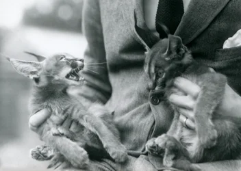Chovatel držící pár koťat Caracal na klíně, London Zoo, 1924