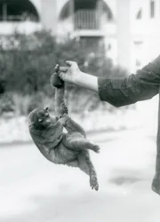 Kynkažu visící za chápavý ocas z prstu ošetřovatele, londýnská zoologická zahrada, září 1925