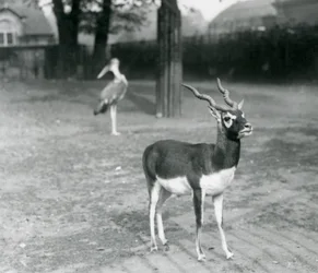 Samec Blackbuck nebo antilopy indické stojící ve výběhu v londýnské zoo, říjen 1926 (černobílá fotografie)