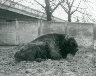 Samec zubra evropského ležícího na trávě ve svém výběhu, londýnská zoo, 1927