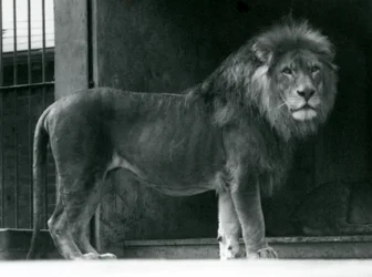 Lví samec v londýnské zoo, červen 1924