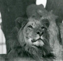 Lví samec v londýnské zoo v roce 1929 (černobílá fotografie)